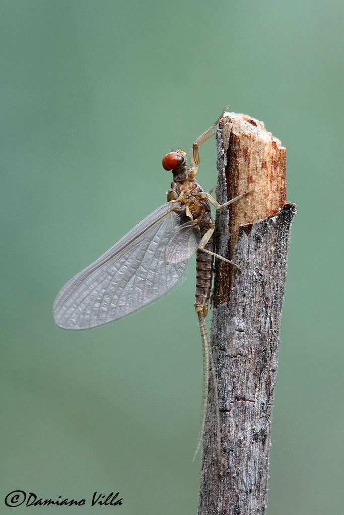 Serratella ignita maschio sub-imago